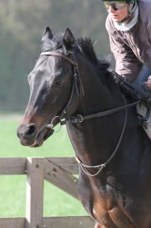 Gestüt Ittlingens Scalo läuft am Sonntag in Woodbine: Vier weitere deutsche Starter gibt es in Italien. www.rennstall-woehler.de