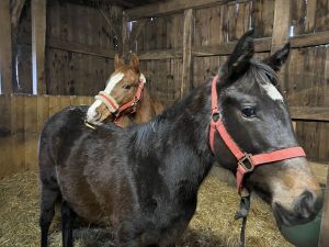 Gestütseigener Nachwuchs aus der berühmten W-Linie im Jährlingsalter 