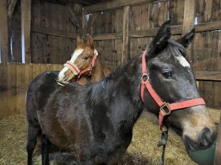 Gestütseigener Nachwuchs aus der berühmten W-Linie im Jährlingsalter: Die junge Fuchsstute stammt von Helmet aus der Wurfspiel. ©Dequia - Frauke Delius