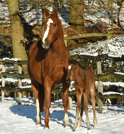 Schneeprinzessin: Mit Mama im Schnee in der Sonne lässt es sich aushalten - scheint hier die Soldier Hollow-Tochter der Görlsdorferin Giulietta (Sternkönig) zu denken - Foto: privat