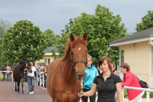 Give Me Everthing ging für nur €1.800 von LMGW-Bloodstock an Andi Wyss. Foto: Susanne Wöhler - www.rennstall-woehler.de