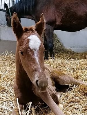 Gestatten, Holy Star