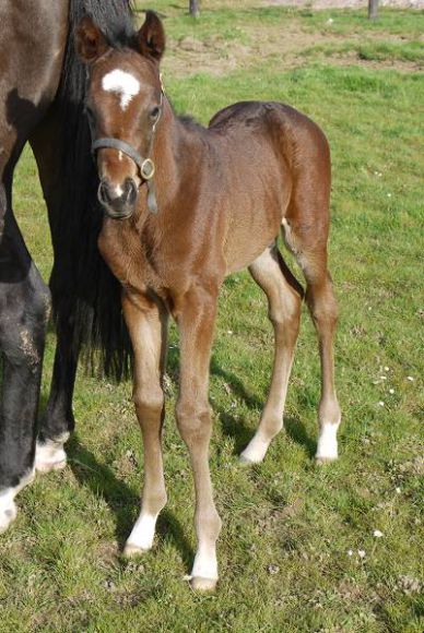 Nachwuchs in Frankreich: Von Slickly aus der Emelda, der Halbschwester von Enora, Egerton, Ephigenie, stammt dieses am 11. März geborene Hengstfohlen. Foto: Baronrath Stud Ltd./Beatrix Mülhens-Klemm