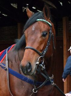 Dreijähriger Hoffnungsträger ist Salon Soldier: Der Soldier Hollow-Sohn aus der Salonblue war für den Stall Hornoldendorf bisher dreimal platziert und hat eine Derbynennung. Foto: Karina Strübbe