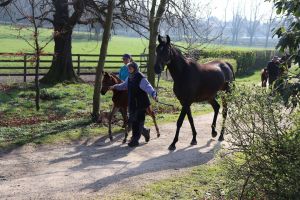 Mutterstuten und Fohlen auf dem Weg von der Koppel