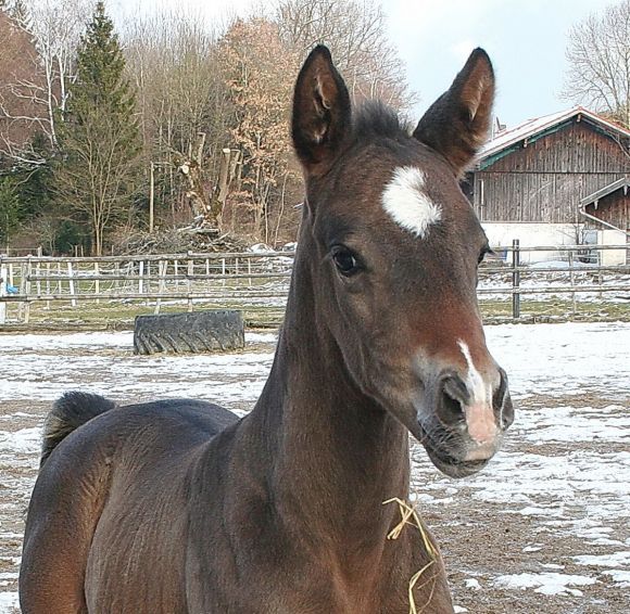 Genau wie Mama: agil, neugierig und selbstbewußt. So beschreiben die Züchter vom Stall Italia das Earl of Tinsdal-Stutfohlen ihrer auch bereits selbstgezogenen 4-fachen Listensiegerin Lili Moon, deren erstes Fohlen die kleine Stute ist - Foto: privat