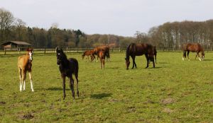 Mutterstuten und Fohlen auf der Koppel im Gestüt Hof Ittlingen. Foto: privat