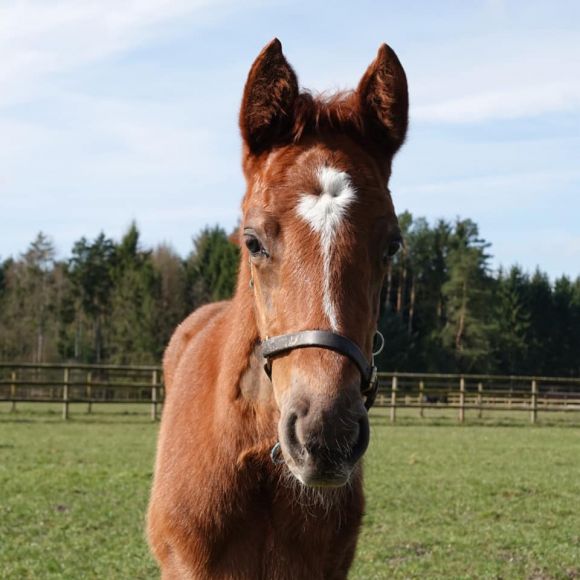 Incrackable: ist der Name des am 23.1. geborenen Brümmerhofer Stutfohlens. Zu diesem Namen trugen bei der Vater Cracksman und die Mutter Intimhir (Muhtathir) - Foto: privat