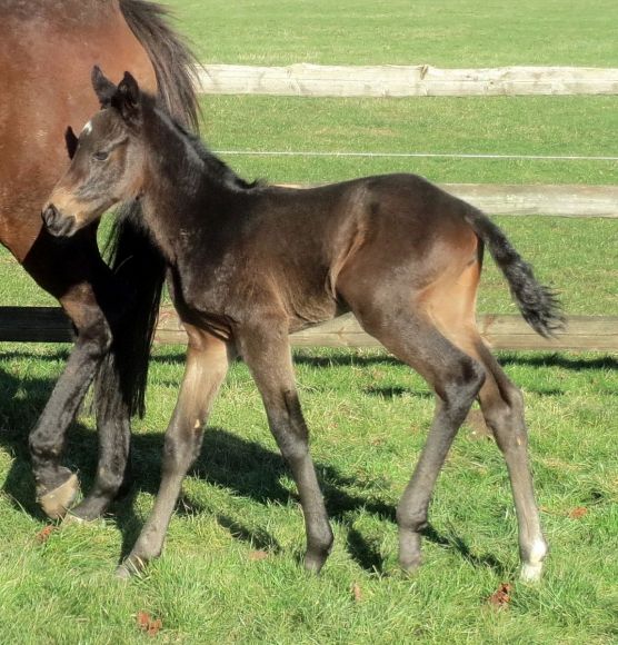 Hallo Welt, hier bin ich: Einen der ersten schönen Frühjahrstage nutzt hier Invisible Flash mit ihrer diesjährigen Nutan-Tochter zur Erkundung der Welt außerhalb des Stalles - Foto: privat