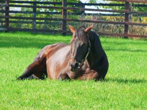 Der aktuelle Star im Irish National Stud: Invincible Spirit. Foto: Karina Strübbe