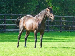 Der aktuelle Star im Irish National Stud: Invincible Spirit. Foto: Karina Strübbe