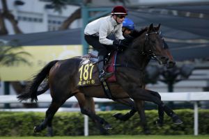 Der Ex-Schlenderhaner Irian - hier bei der Morgenarbeit in Sha Tin - läuft mit frischer Form gegen Feuerblitz. www.HKJC.com