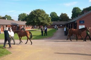 Jährlingspräsentation bei Tattersalls. www.tattersalls.com