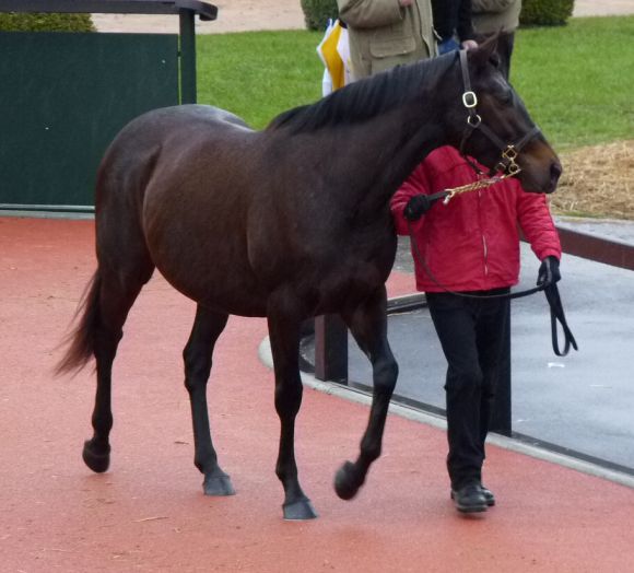 Die Monsun-Stute Jumooh - tragend von Invincible Spirit - brachte €450.000. Foto: Heidrun Küster