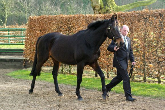 Kallisto - der Röttgener Stallion. www.dequia.de 11