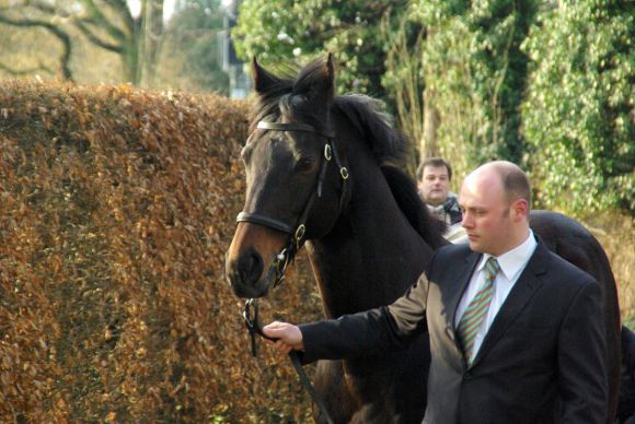 Kallisto - der Röttgener Stallion. www.dequia.de 14