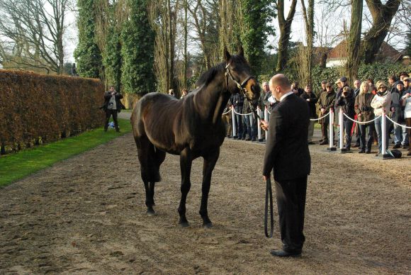 Kallisto - der Röttgener Stallion. www.dequia.de 16