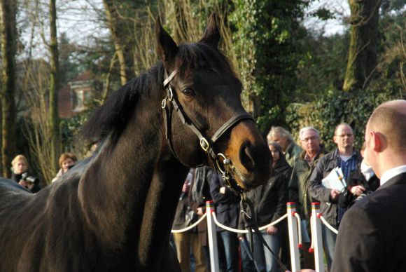 Kallisto - der Röttgener Stallion. www.dequia.de 17