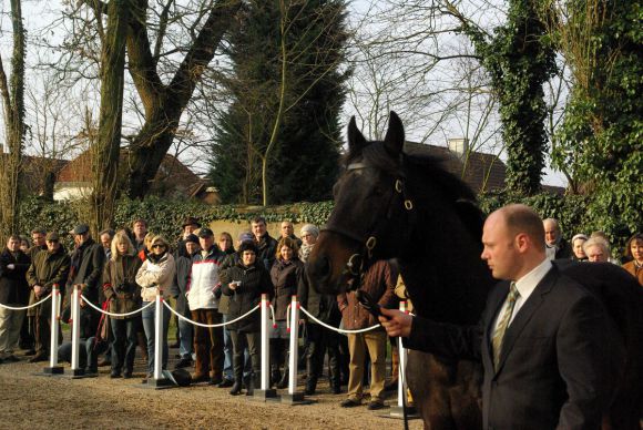 Kallisto - der Röttgener Stallion. www.dequia.de 20