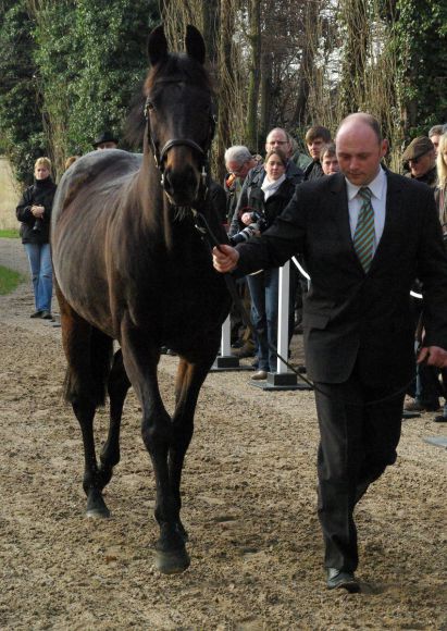 Kallisto - der Röttgener Stallion. www.dequia.de 22