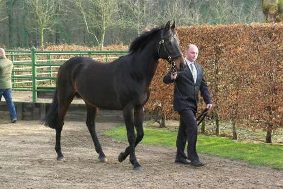 Kallisto - der Röttgener Stallion. www.dequia.de 4