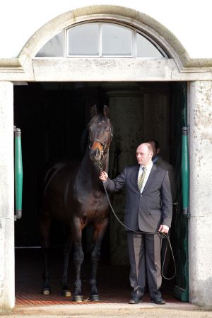 Kallisto, der Röttgener Stallion, präsentiert sich beim Züchtertag. www.klatuso.com