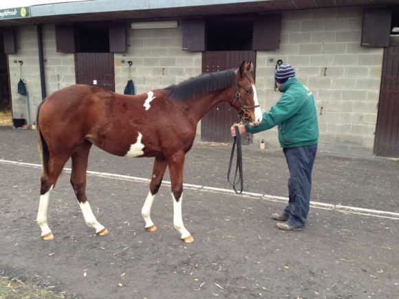 (Fast) ein Schecke: Diese Dark Angel-Tochter kostete bei Goffs €30.000. Foto: Bea Grewe