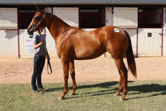 Dieser Makfi-Sohn aus der Auenpearl kostete in Deauville €210.000. www.arqana.com