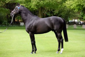 Manduro wechselt von Dalham Hall nach Frankreich ins Haras du Logis. www.galoppfoto.de - Frank Sorge