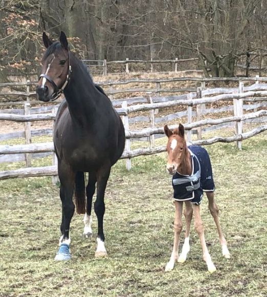 Die langen Beine: sauber koordinieren ist gar nicht so einfach am Anfang - hier demonstriert vom Sea The Moon Hengstfohlen der Meerchen (Adlerflug) auf Görlsdorfer Koppeln - Foto: privat