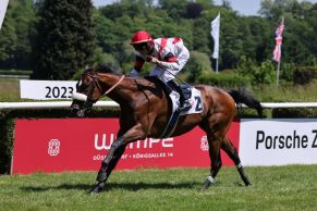 Bringt sich für das Derby ins Gespräch: Stall Grafenbergs Merkur gewinnt mit Augustin Madamet für Trainer Waldemar Hickst aus Köln das Düsseldorfer Derby-Trial. ©Dr. Jens Fuchs