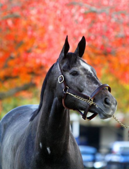 Frisch von der Rennbahn in Santa Anita in den Auktionsring bei Fasig-Tipton: Mizdirection. www.fasig-tipton.com