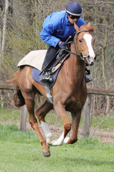 Monami beim Training in Ravensberg. www.rennstall-woehler.de