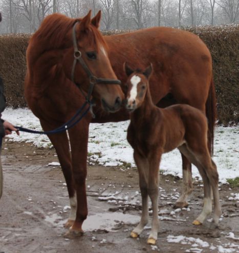 Eng verwandt zu Pastorius: Soldier Hollow-Stutfohlen mit ihrer Mutter Princess Lala, eine Halbschwester des Derbysiegers: Foto: Sabrina Schwinn