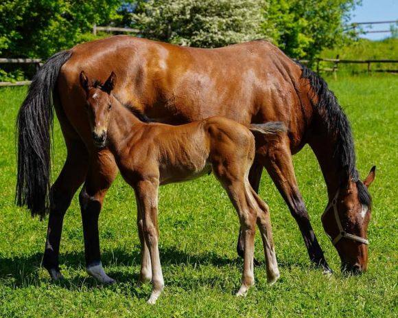 Tasso junior: Züchterin Marianne Pasler freut sich über ein am 30.4. geborenes, großes Hengstfohlen ihrer Navarra Sun (Lope de Vega). Torquator Tasso ist der Vater des gelungenen Nachwuchses - Foto: privat