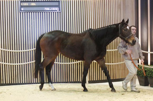 New Saga erlöste 70.000 € bei der February Mixed Sale 2012. Foto Arqana - APRH