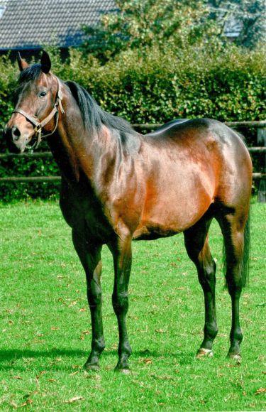 Steht im Gestüt Römerhof: Nicaron der Deckhengst, der in den Farben des Stalles Nizza 2005 das Deutsche Derby gewonnen hat. Foto: Günter Müller