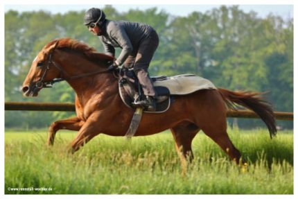 Siegte jetzt im Prix du Lys, Gr. III, in Frankreich: Gestüt Schlenderhans Northern Ruler - hier beim Training in Ravensberg. ©www.rennstall-woehler.de - Susanne Wöhler