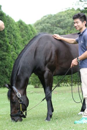 Zu Besuch bei den deutschen Vollblütern in Japan