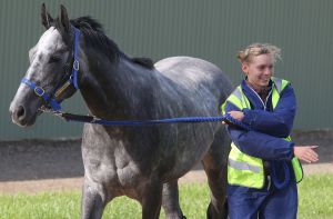 Nuntius 2014-09-27  Ankunft in Melbourne  Foto: Victoria Racing