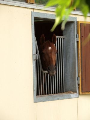 Die Stallungen - Boxen mit Aussicht. www.dequia.de