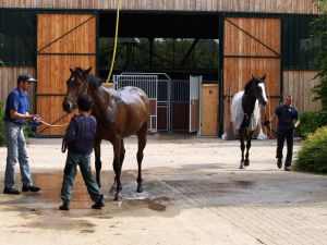 Die Führanlage von außen und Pferde unter der Dusche ... www.dequia.de