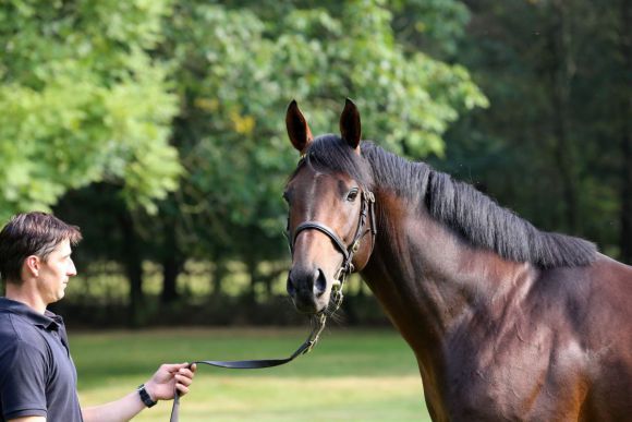 Gut beschäftigt im Gestüt Fährhof: Der 2014-er Neuzugang Pastorius (Soldier Hollow). Foto: Dr. Jens Fuchs