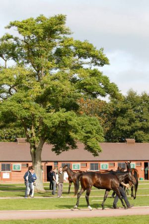 Präsentation der Jährlinge. www.tattersalls.com