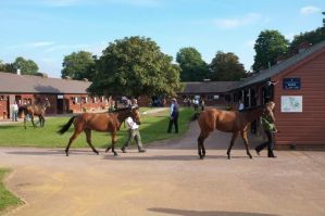 Präsentation der Jährlinge vor den Boxen. www.tattersalls.com