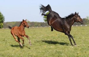 Prairie Lilli (r.) und Prairie Excellent. Foto: Ulrike Feill