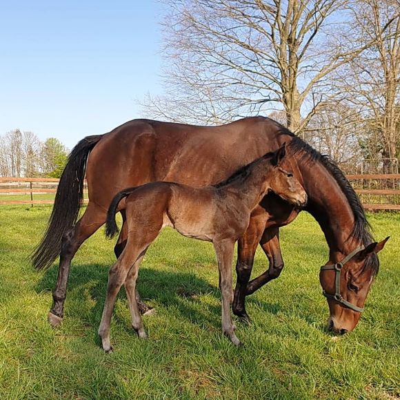 Ton in Ton mit Mama: Bei frühlingshaftem Wetter im Gestüt Ebbesloh präsentiert sich hier Princess Alba (Lando) mit ihrem wohlgelungenen Stutfohlen von Pastorius, dessen Züchter Prinz von Auersperg auch als Züchter des Fohlens zeichnet - Foto: privat