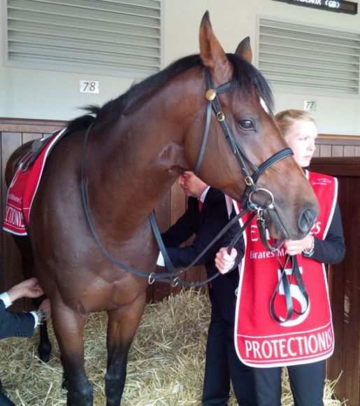 Protectionist beim Satteln kurz vor dem Melbourne Cup. Foto: Susanne Wöhler