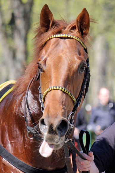 The bookmakers favorite for the German Derby: Quasillo. www.galoppfoto.de - WiebkeArt