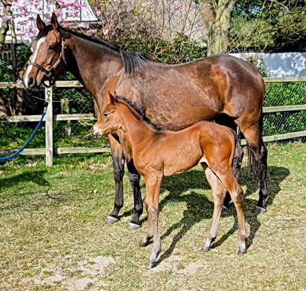 Little Sister: Klein, neu und frech - kurz und prägnant beschreibt man im Gestüt Paschberg das jüngste Fohlen der Gr.III-Siegerin Queenie (Areion). Der Vater ist Soldier Hollow, womit die Kleine eine rechte Schwester des Listensiegers Quebueno ist - Foto: privat